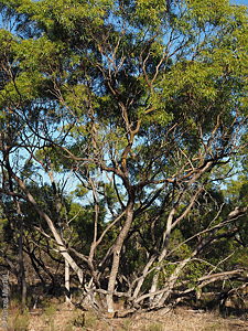 Eucalyptus gracilis p Denzel Murfet Peachna CP